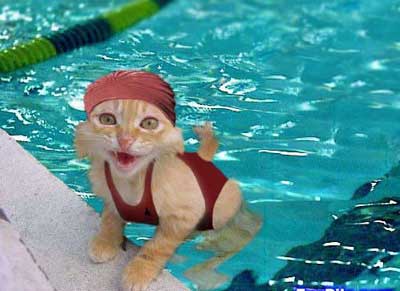 catswimmer.jpg